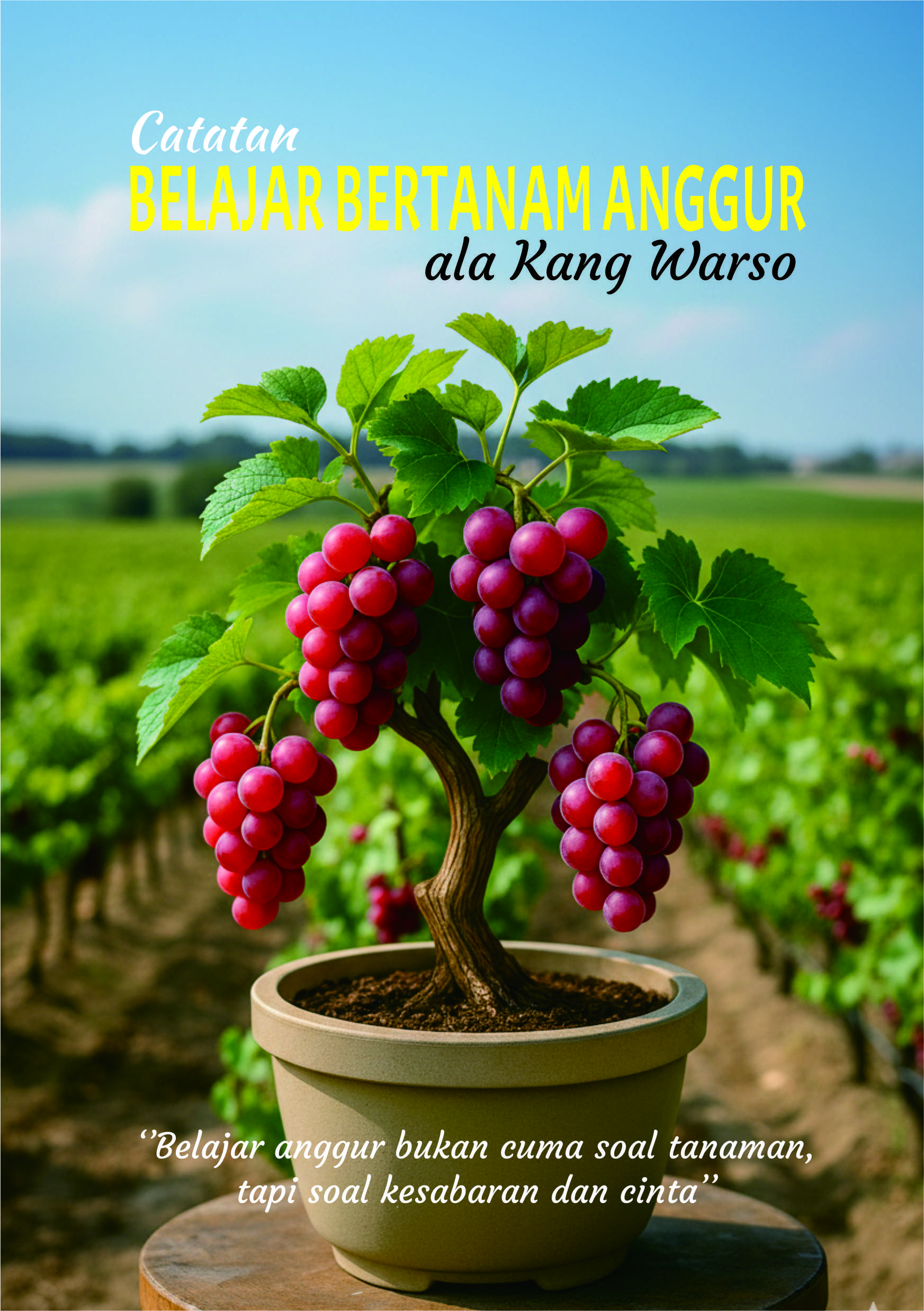 Belajar Bertanam Anggur